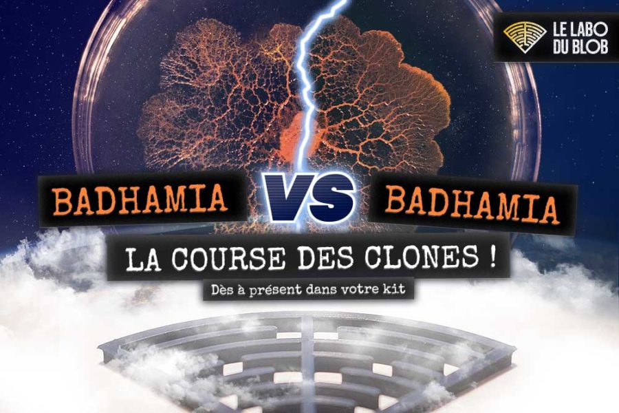 duel de blobs badhamia contre badhamia dans le labyrinthe le labo du blob