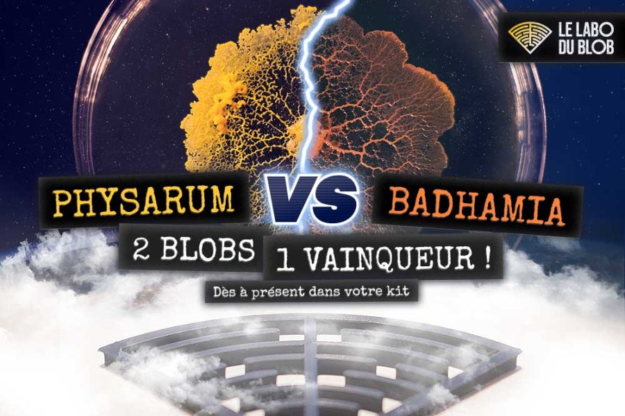 duel de blobs physarum contre badhamia dans le labyrinthe le labo du blob