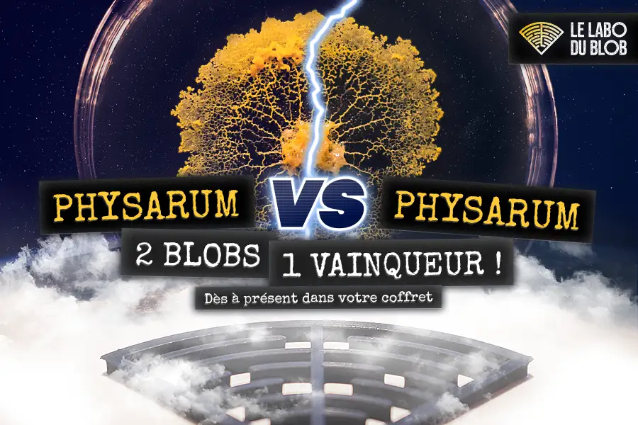 duel de blobs physarum contre physarum dans le labyrinthe le labo du blob