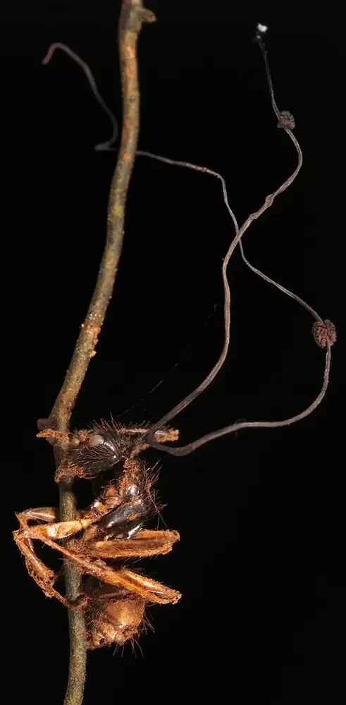 Fourmi parasitée par un champignon Cordyceps