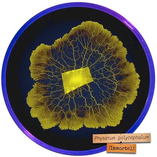 Blob en croissance dans sa boîte de Petri