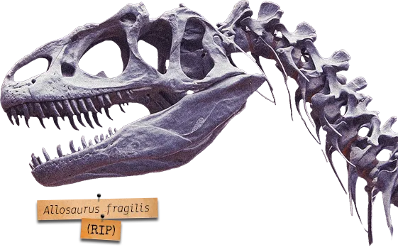 Squelette fossilisé de Allosaurus fragilis